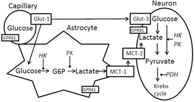 Temporal Changes in Cortical and Hippocampal Expression of Genes Important for Brain Glucose Metabolism Following Controlled Cortical Impact Injury in Mice